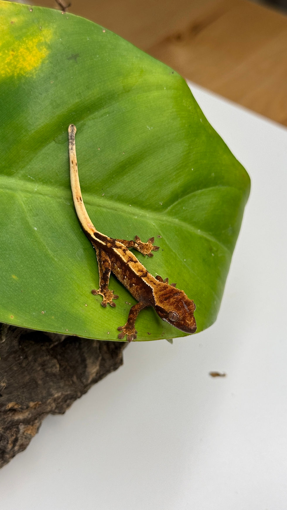 Miniature : N2826 Correlophus ciliatus (gecko à crête) extrem Harlequin Dash pin 