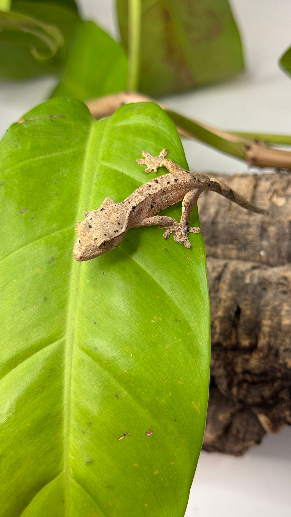 Miniature : N5126 Correlophus ciliatus (gecko à crête) INK SPOT 