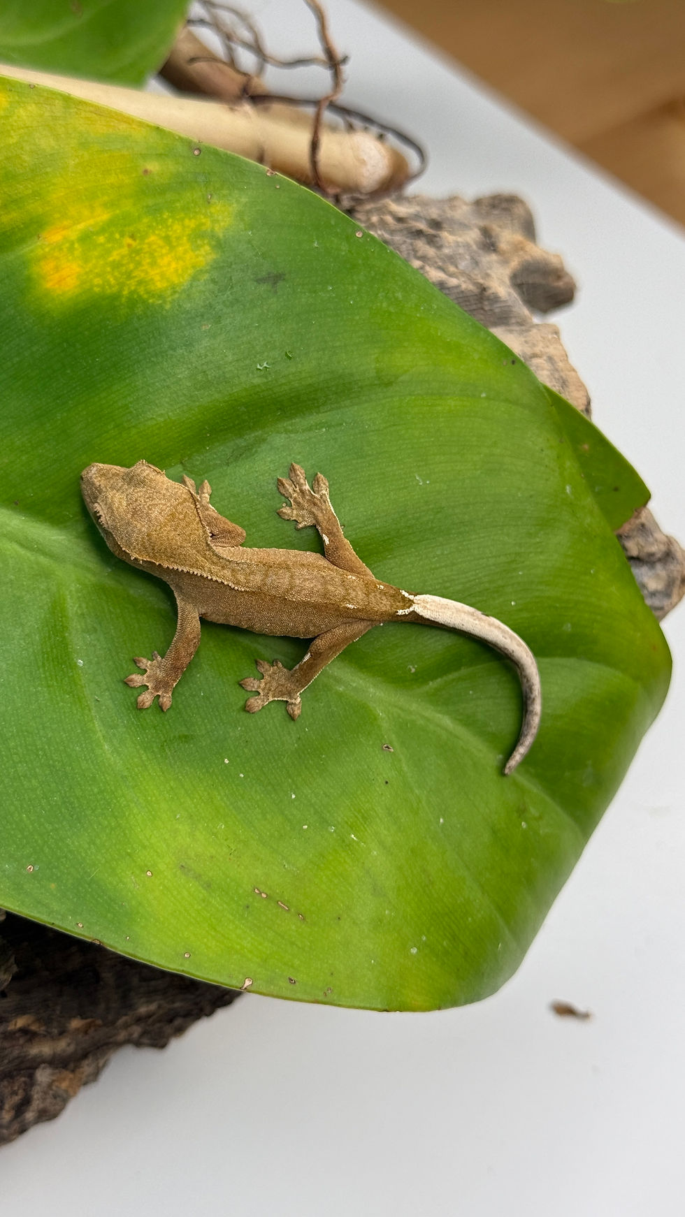 Miniature : N2526 Correlophus ciliatus (gecko à crête)  Red phantom juvénile 