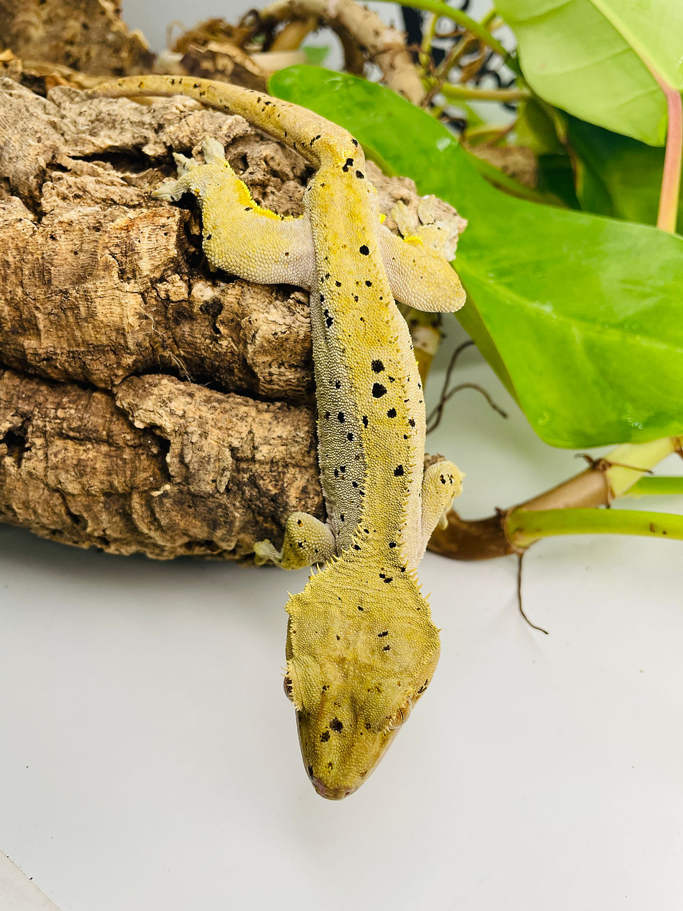 Miniature : Bloody Correlophus ciliatus (gecko à crête) mâle SUPER DALMATIAN 