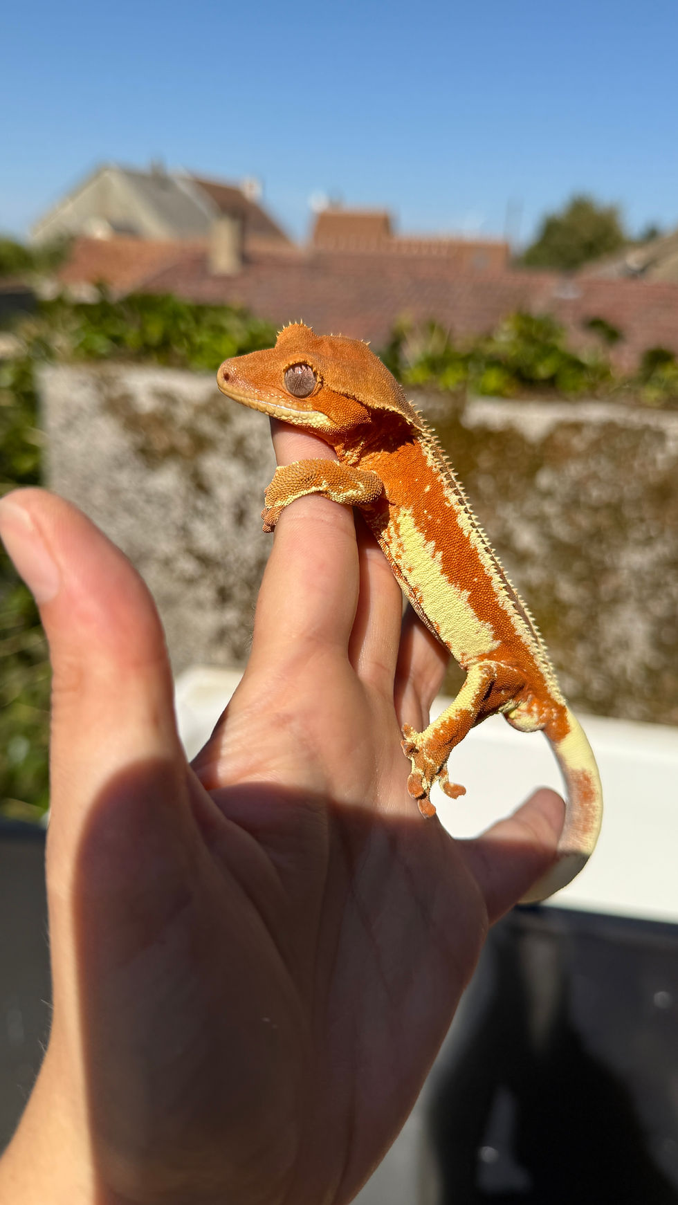 Miniature : Correlophus ciliatus (gecko à crête) Red phantom Lilly White mâle 