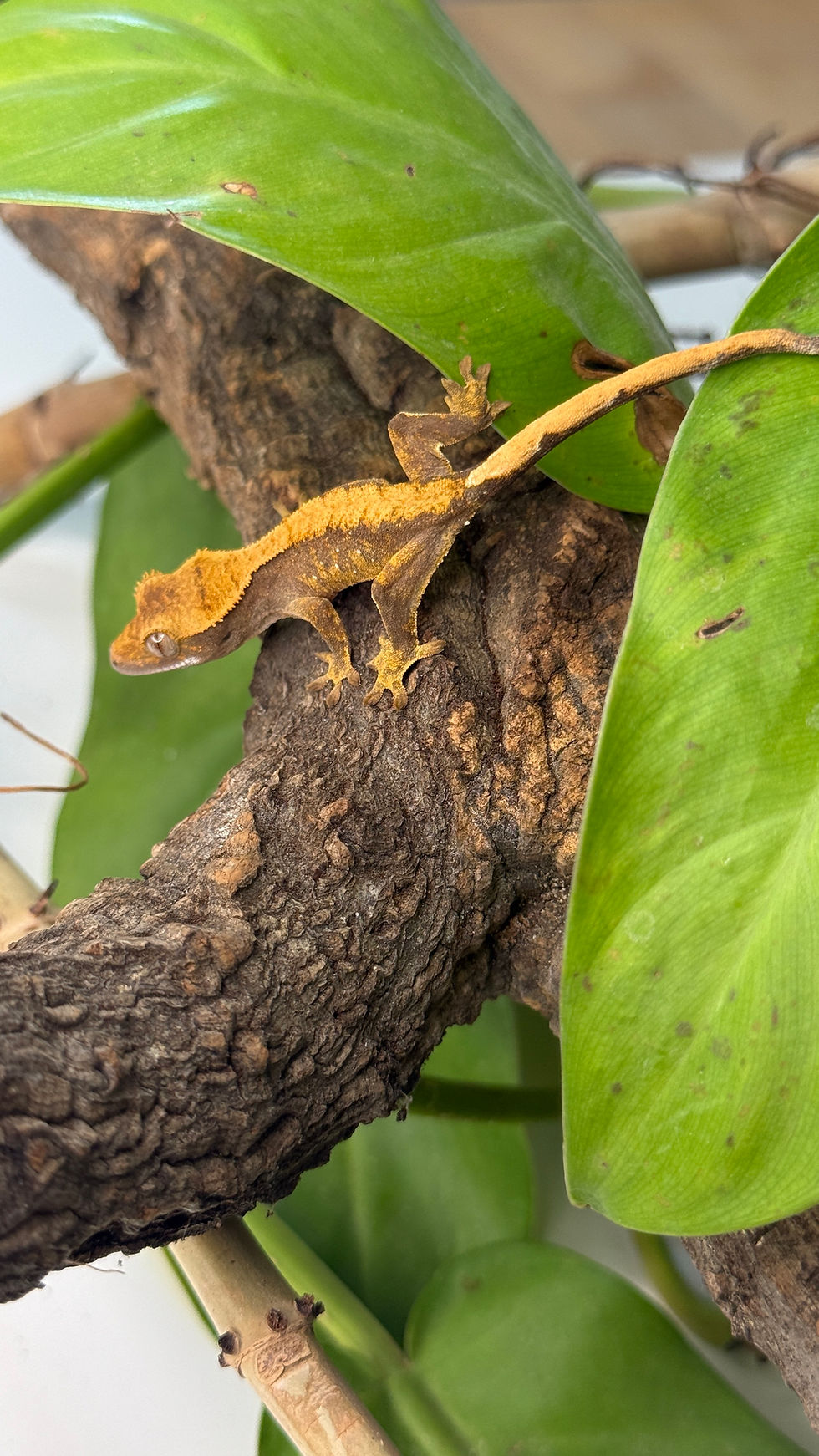 Miniature : N5026 Correlophus ciliatus (gecko à crête) Dark Harlequin 