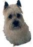 Brodie.png