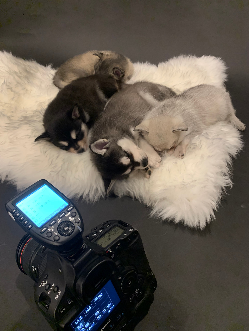 Puppies sleeping next to camera