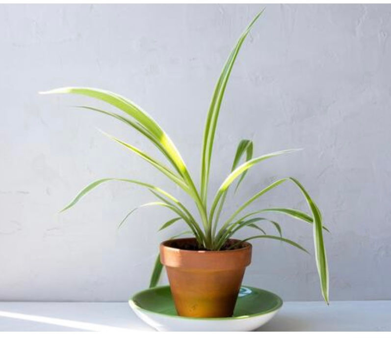 Thumbnail: Spider Plant