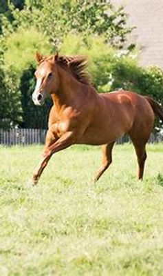 Pferd (2).jpeg