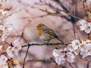 Embracing Nature’s Symphony: Listening to Nature’s Sounds as Self-Care