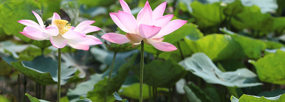 flowers-7896390_1920.jpg
