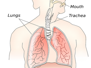 Foods To Feed Your Lungs