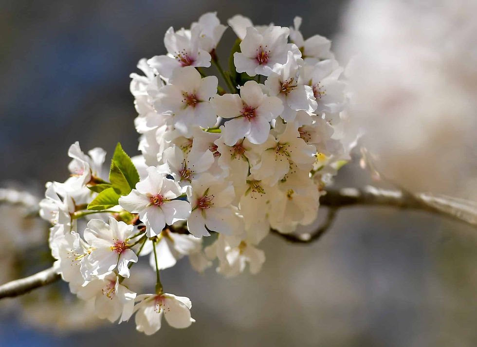 Cherry Blossoms in Macon, Ga.