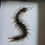 Thumbnail: Chinese Red-Headed Centipede