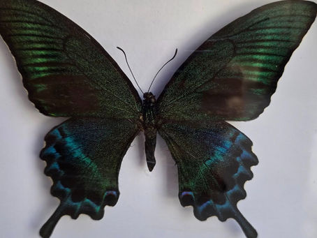 Alpine Black Swallowtail Butterfly