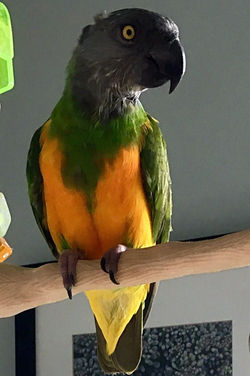 Senegal Parrot