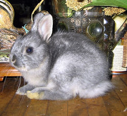 Netherland Dwarf Rabbit
