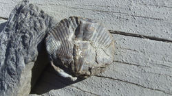 Crinoid-Brachiopod