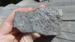 Encrinal Limestone with Crinoid Stem Sections
