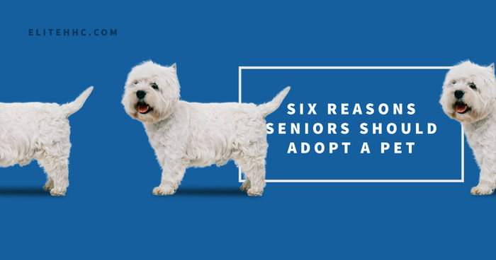 Six Reasons Seniors Should Adopt a Pet