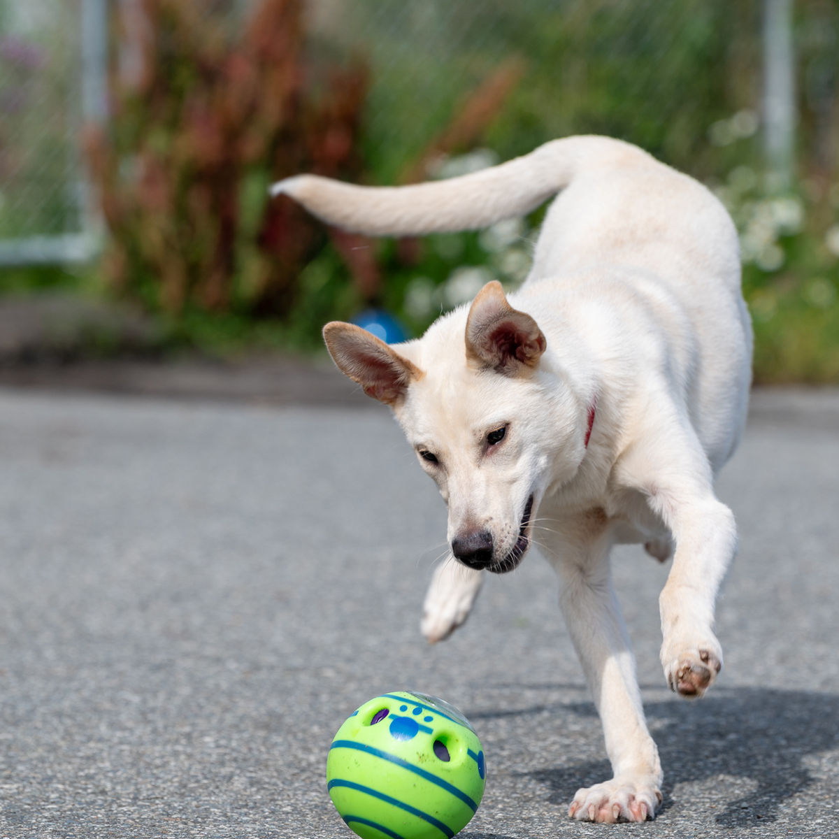 Alaska SPCA Adoption Center