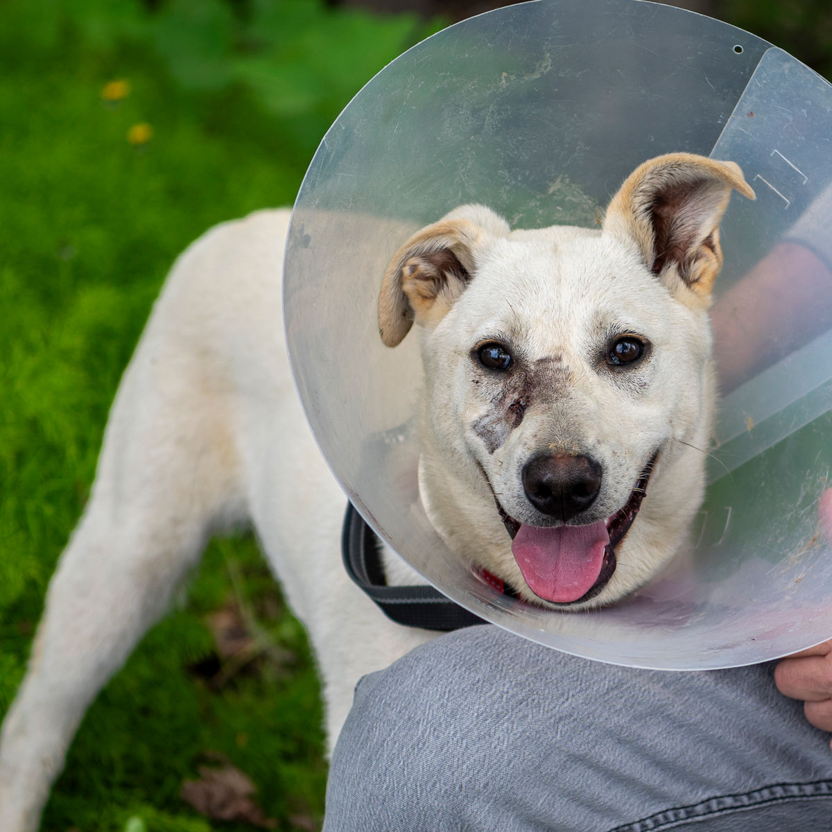 Alaska SPCA Adoption Center