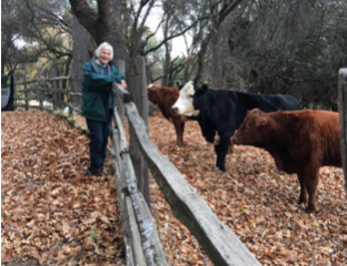 Meditative Thoughts for a BeefAnimal Before SlaughterMeat and Biodynamic Preparation.. At the Corral