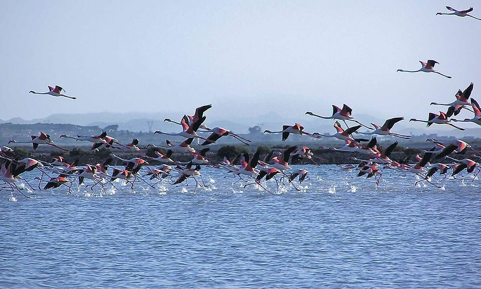 Rózsaszín flamingók rajzanak alacsonyan a víz felett, háttérben ködös partvidékkel. Santa Pola, kirándulás és madárles Alicante környékén, és közelében