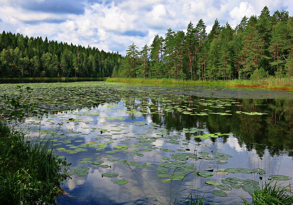 Nuuksio National Park | A House of Lemons