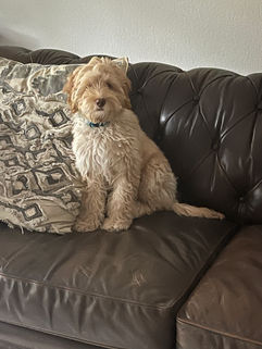 Best-Dog-Breeder-in-texas-Lantana-Labradoodles-19.jpg