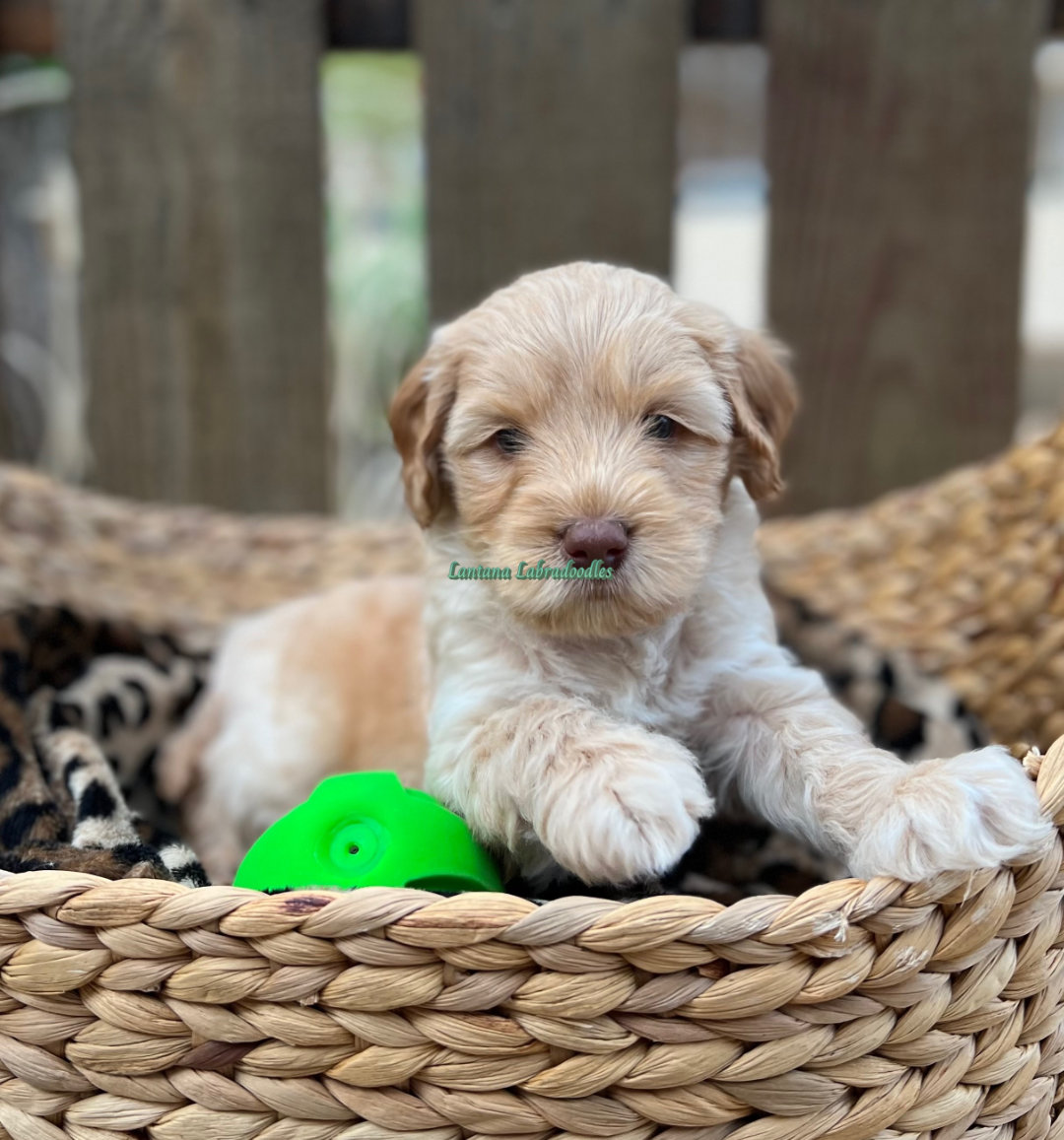 ララ Available Puppies | Lantana Australian Labradoodles in Texas