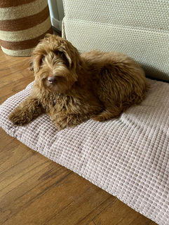 Best-Dog-Breeder-in-texas-Lantana-Labradoodles-9.jpg