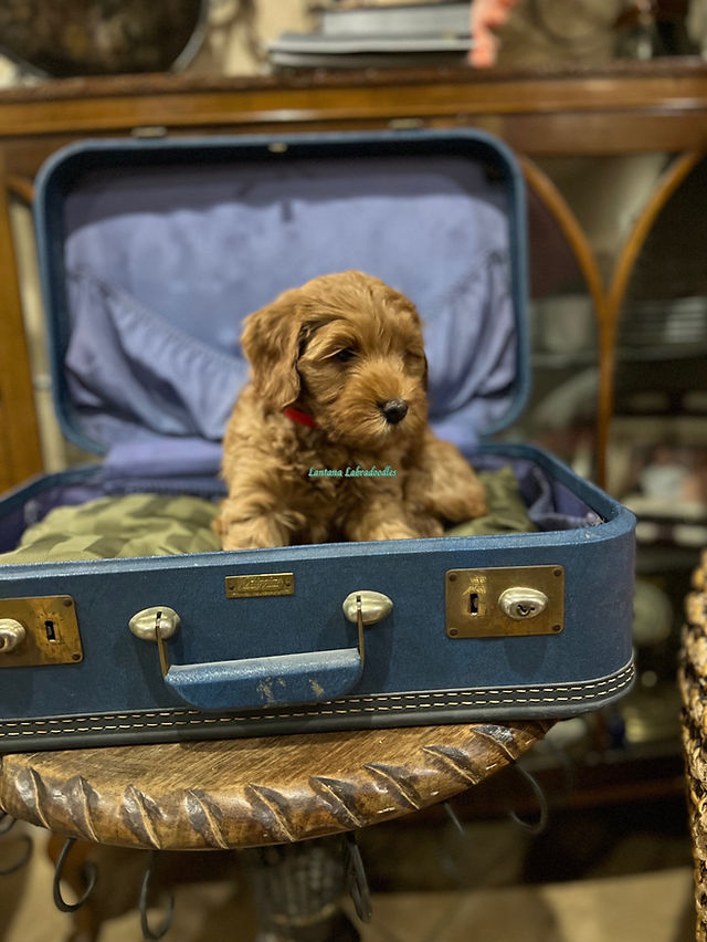 Reserve your Australian Labradoodle Puppy | Texas Reserve your Australian Labradoodle Puppy | Texas
