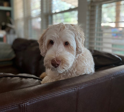 Meet Jill, our medium australian labradoodle