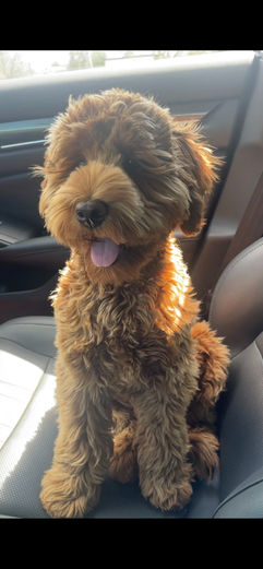 quality-dog-breeder-in-texas-lantana-labradoodles-6.jpg
