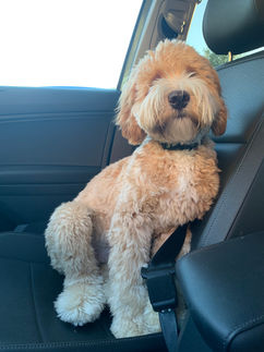 Best-Dog-Breeder-in-texas-Lantana-Labradoodles-23.jpg