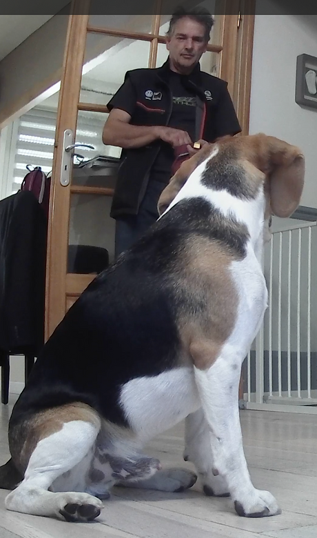 Chien attendant une friandise.