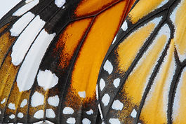 Macro Butterfly wing background, Danaus chrysippus