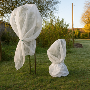 Plantes dans un jardin, recouvertes d'un voile d'hivernage