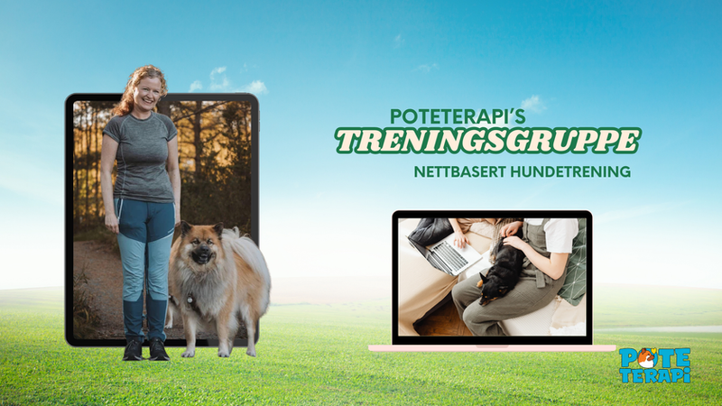 En nettbasert treningsgruppe for hundeeiere