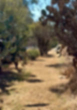 dried golden grass path lined with large Nopal cacti