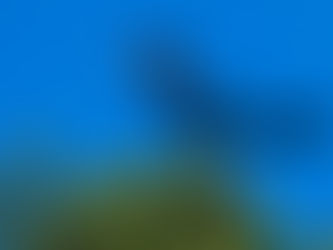 LEITURA DELEITE: A lenda da gralha azul