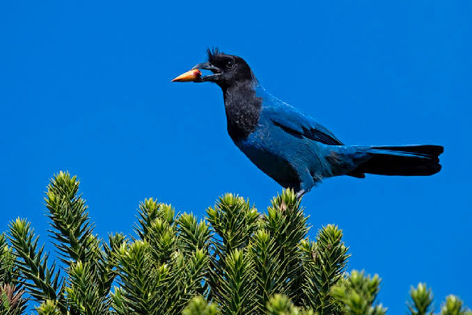 LEITURA DELEITE: A lenda da gralha azul