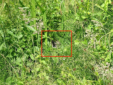 Covert 4G surveillance camera hidden in vegetation and remotely monitored by Seekers Investigations during private investigation deployments.
