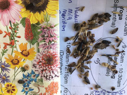 seeds 1