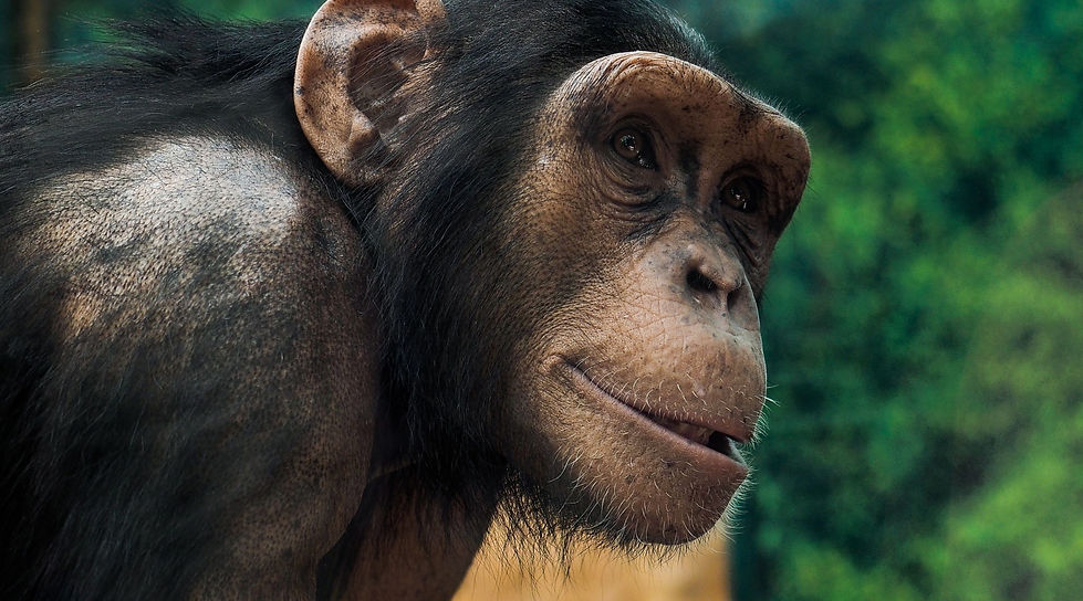 chimpanzee.jpg
