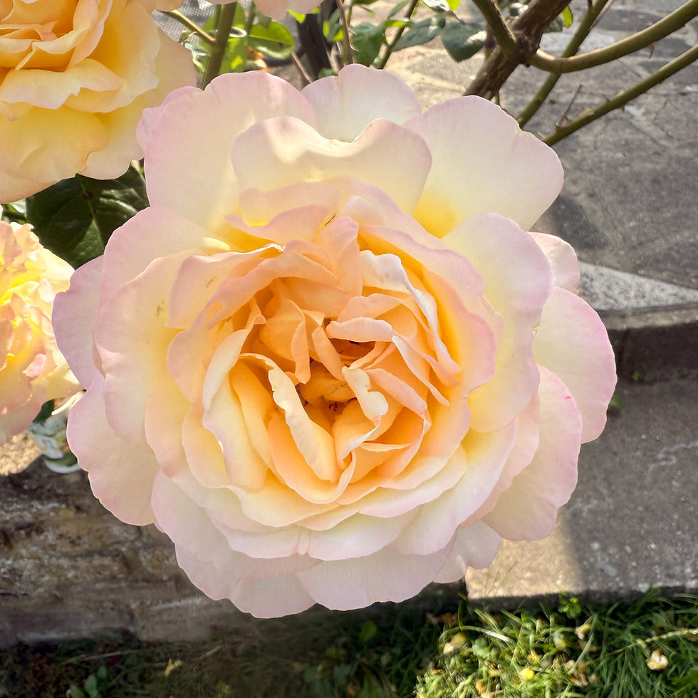 Rose Care in Bromley, Sevenoaks, Blackheath, Dulwich, Seal, Wilderness, Kemsing, Otford, Beckenham, Langley Park, Kelsey Park, Sundridge, Brasted, Westerham, West Wickham, Hayes, Shoreham, Eynsford, Orpington, Cudham, Biggin Hill, Farnborough, Chelsfield, Petts Wood, Knockholt, Halstead, Dunton Green, Underriver, Riverhead, Tonbridge, Green Street Green, Crystal Palace, Greenwich, Westcombe Park.