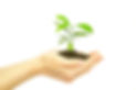 Hand&Plant SPH news cut.jpg