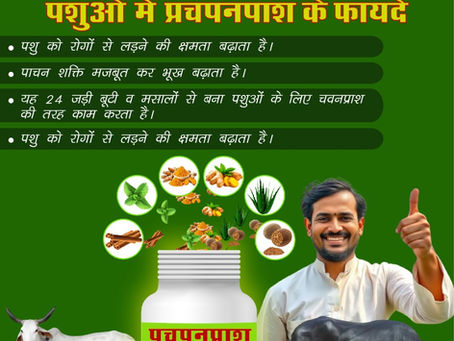 Herbal Immunity Booster: The Role of Masala Bolus (Pachpanprash) in Small Livestock Health