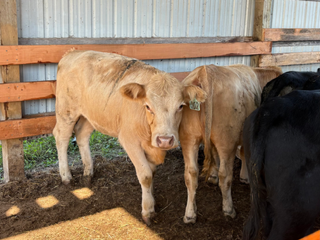 Better Beef Starts Close To Home