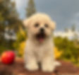 bichon-frise-puppies-for-sale-ca-tuchka-forest-female3