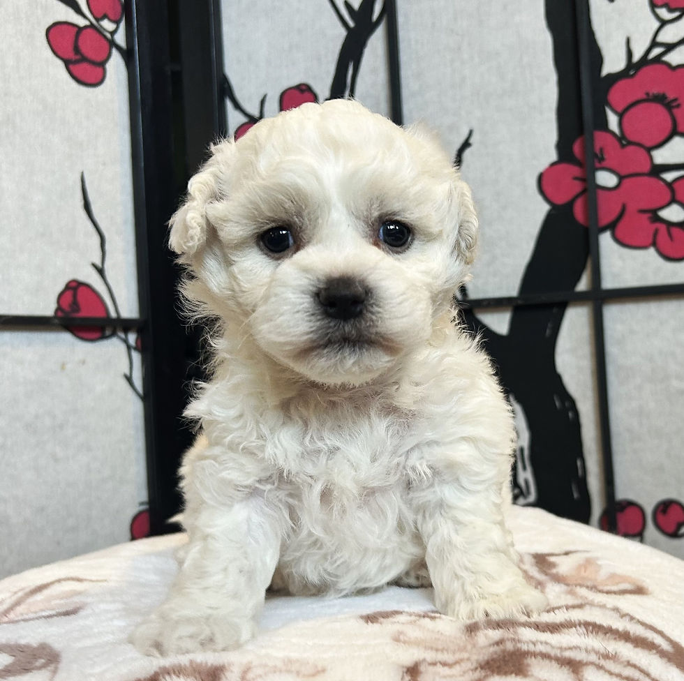 bichon-frise-puppies-for-sale-ca-tuchka-forest-male2c