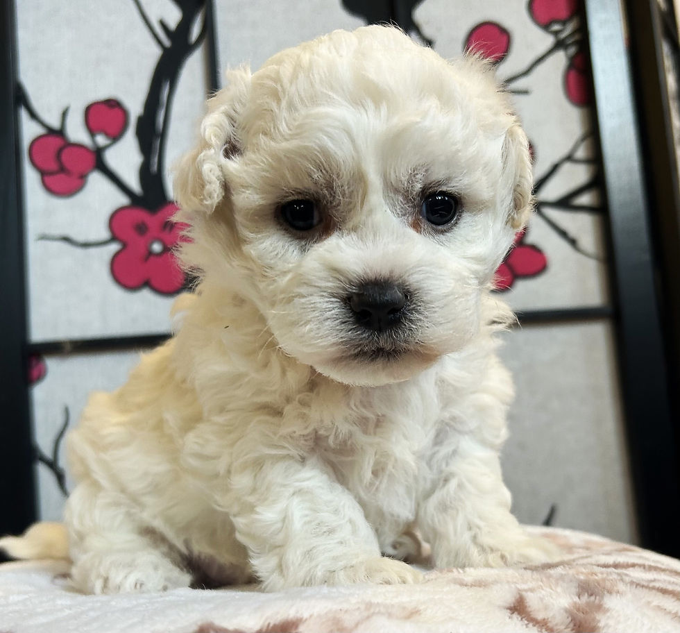 bichon-frise-puppies-for-sale-ca-tuchka-forest-male2d